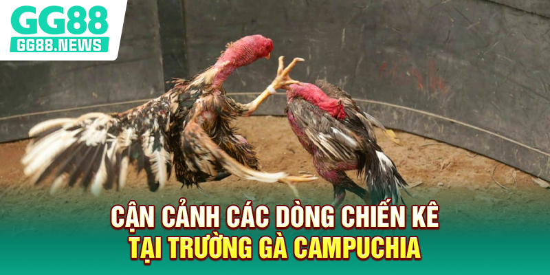 Cận cảnh các dòng chiến kê tại trường gà Campuchia