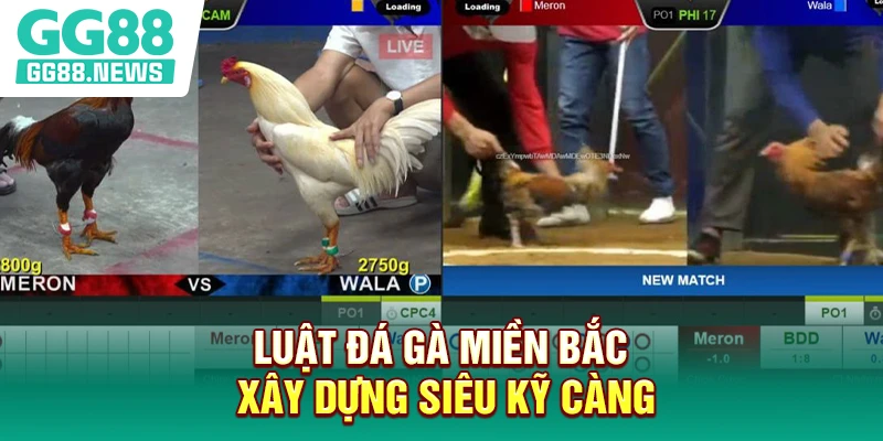 Luật đá gà Miền Bắc xây dựng siêu kỹ càng