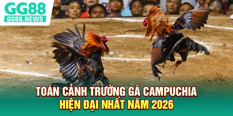 Toàn cảnh trường gà Campuchia hiện đại nhất năm 2026