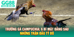 Trường Gà Campuchia